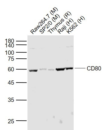 Anti-CD80 Polyclonal Antibody 2