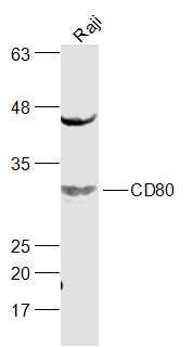 Anti-CD80 Polyclonal Antibody 3
