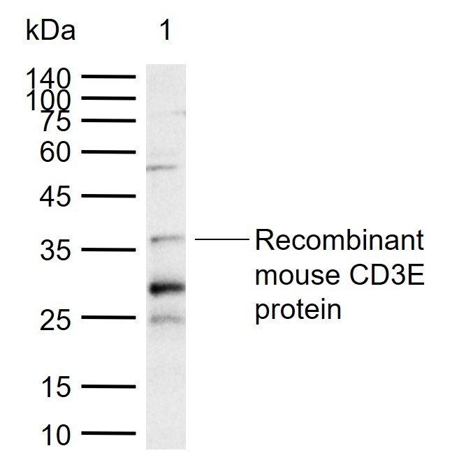 Anti-CD3 epsilon/CD3e Polyclonal Antibody 2