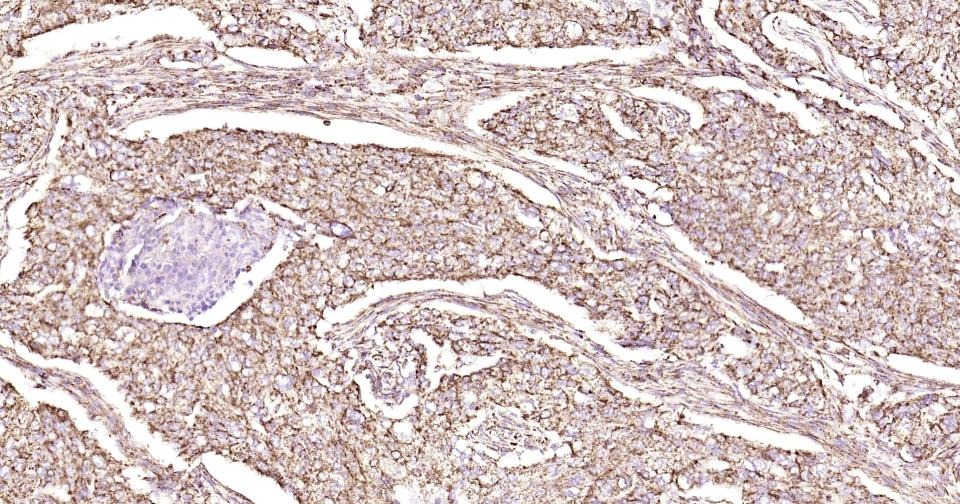 Anti-CD9 Antibody (9S121)