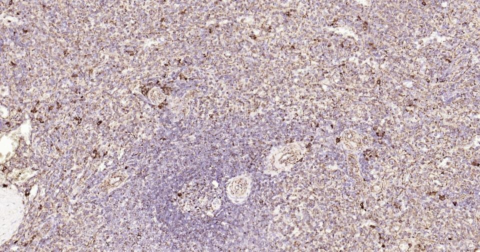 Anti-CD9 Antibody (9S121)