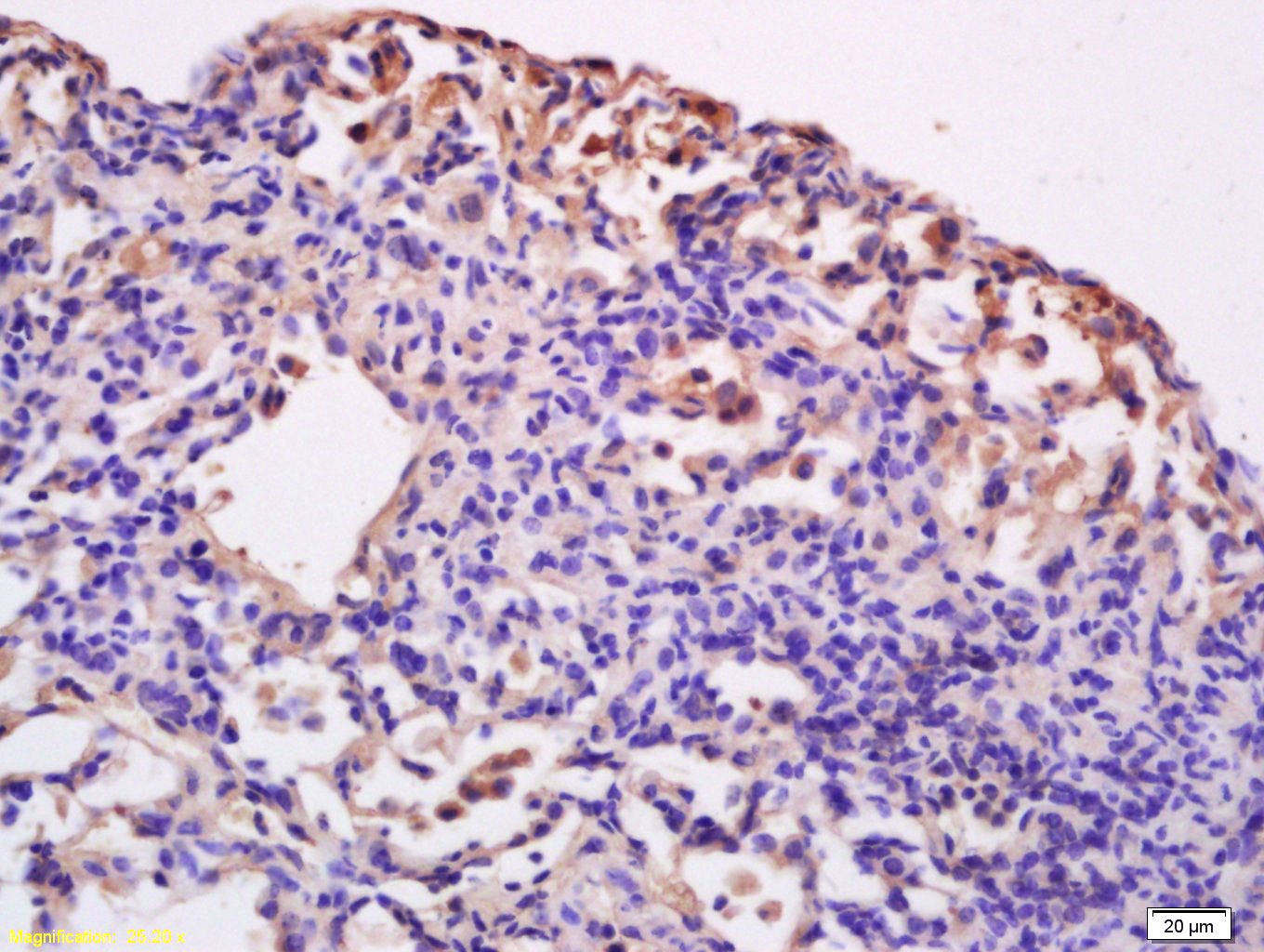 Anti-CD86 Polyclonal Antibody