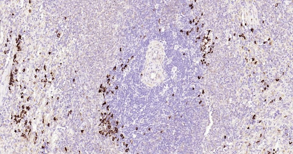 Anti-CD9 Antibody (9S121)