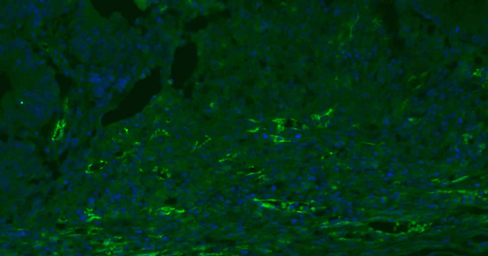 Anti-CD31 Antibody (2K688)