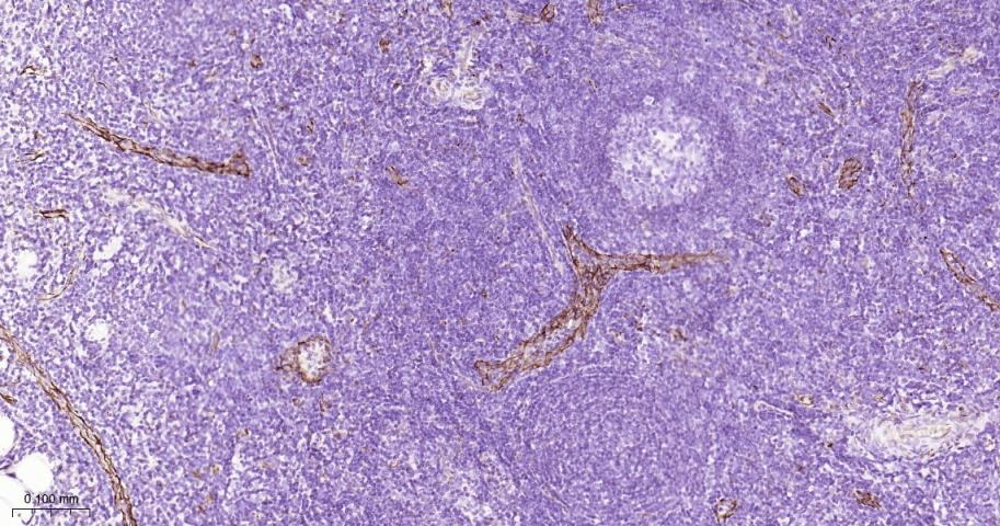 Anti-CD31 Antibody (2K688)
