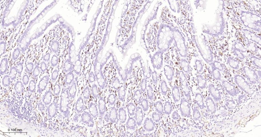 Anti-CD31 Antibody (2K688)