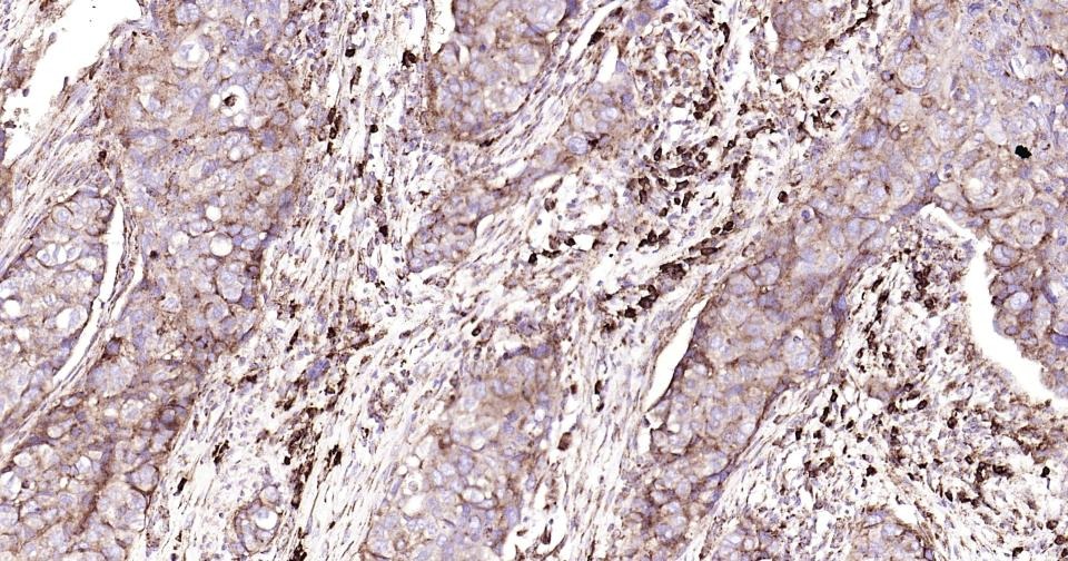 Anti-CD9 Antibody (9S121)