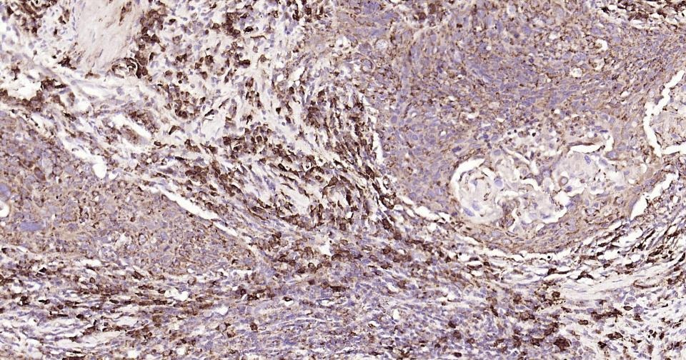 Anti-CD9 Antibody (9S121)