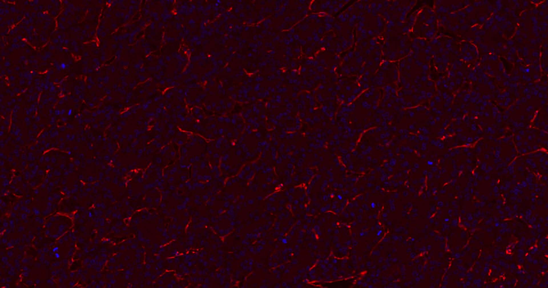 Anti-CD31 Antibody (2K688)