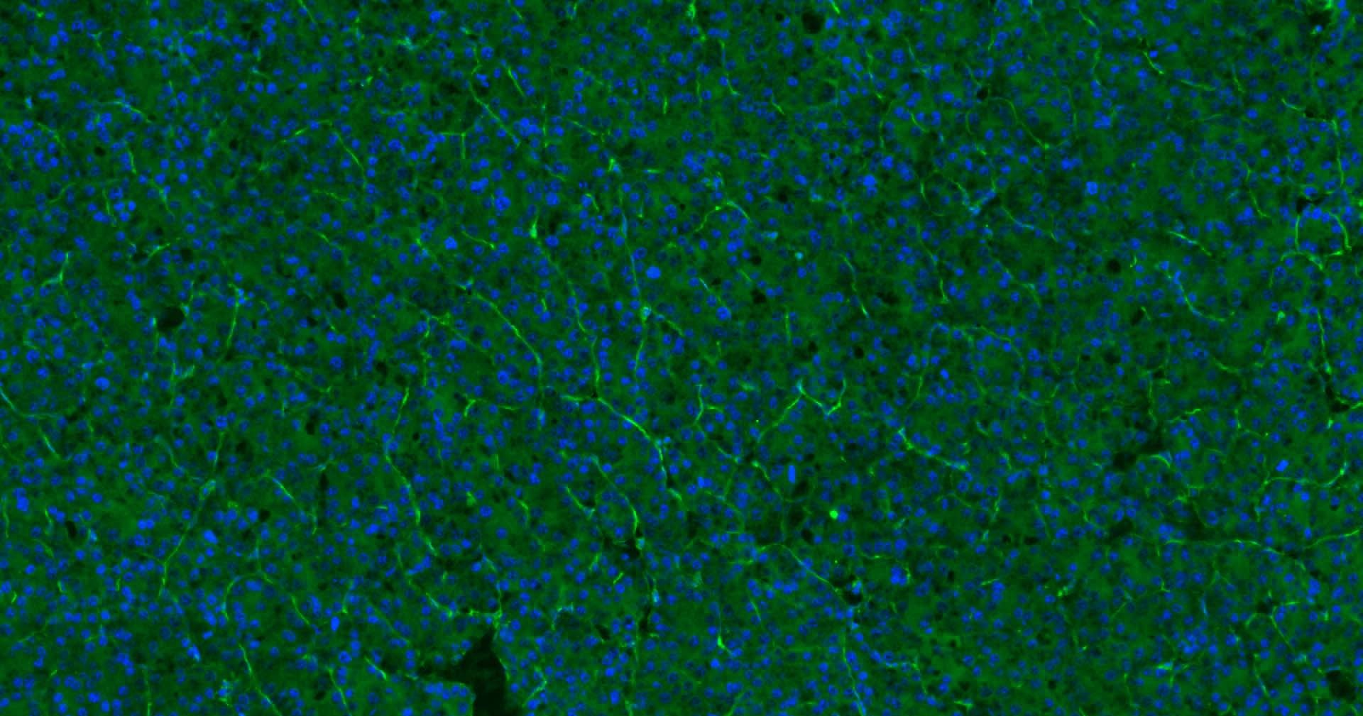 Anti-CD31 Antibody (2K688)