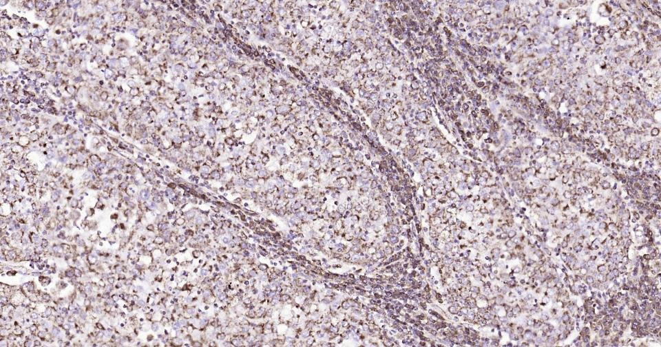 Anti-CD9 Antibody (9S121)