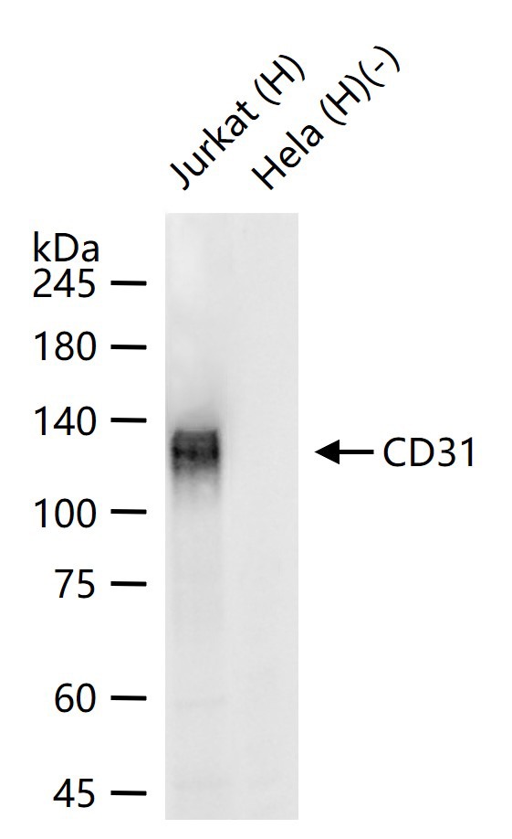 Anti-CD31 Antibody (2K688)