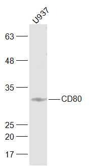Anti-CD80 Polyclonal Antibody 3