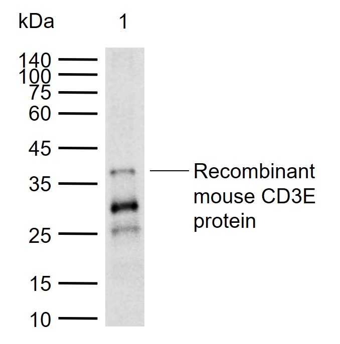 Anti-CD3 epsilon/CD3e Polyclonal Antibody
