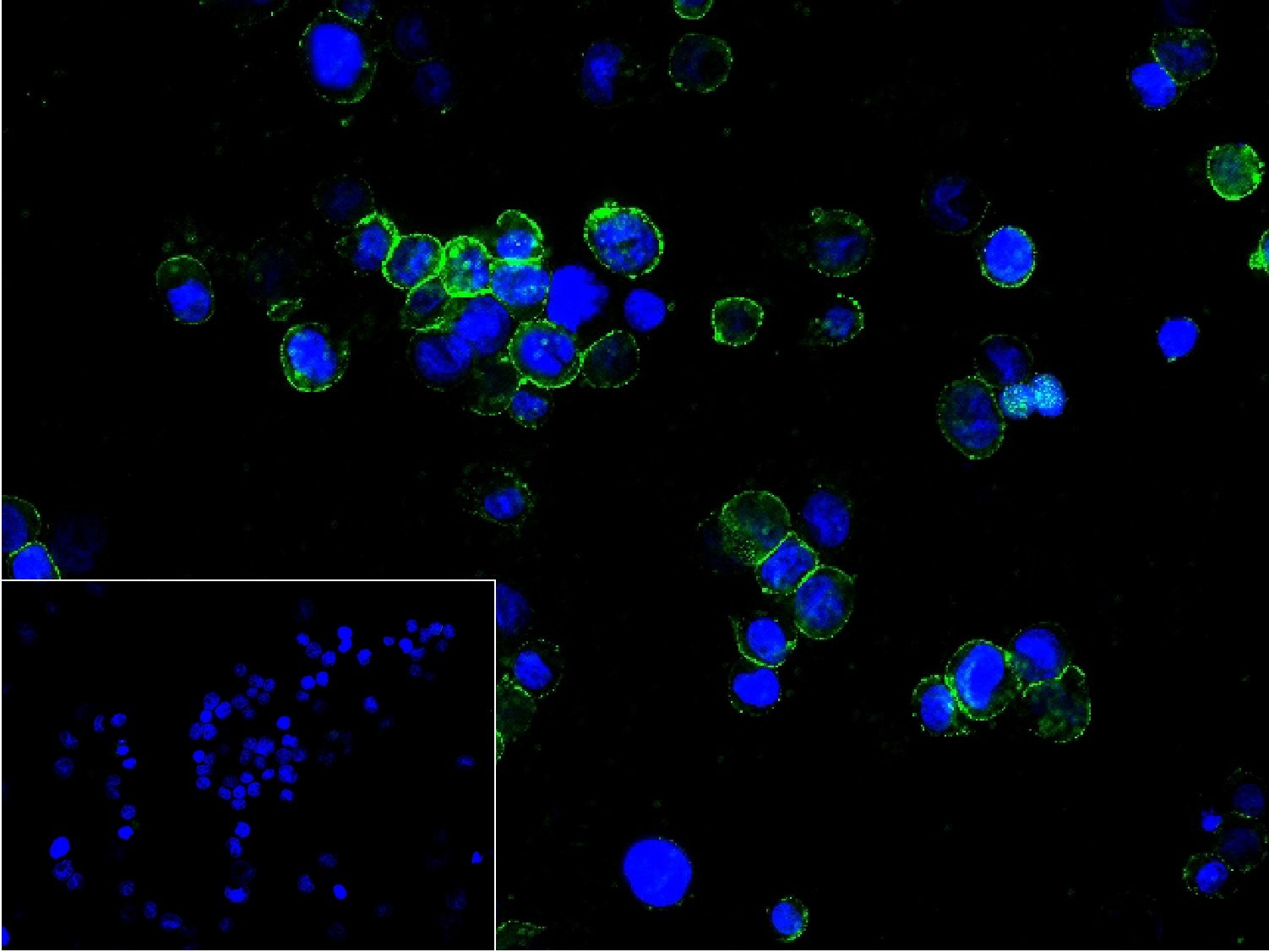 Anti-CD31 Antibody (2K688)
