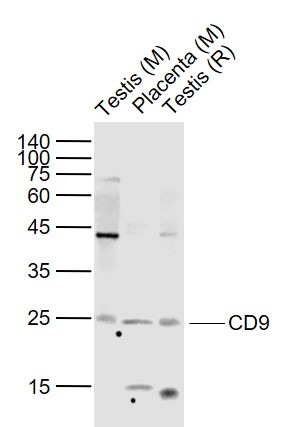 Anti-CD9 Polyclonal Antibody