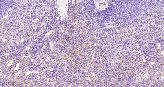 Anti-CD31 Polyclonal Antibody 2