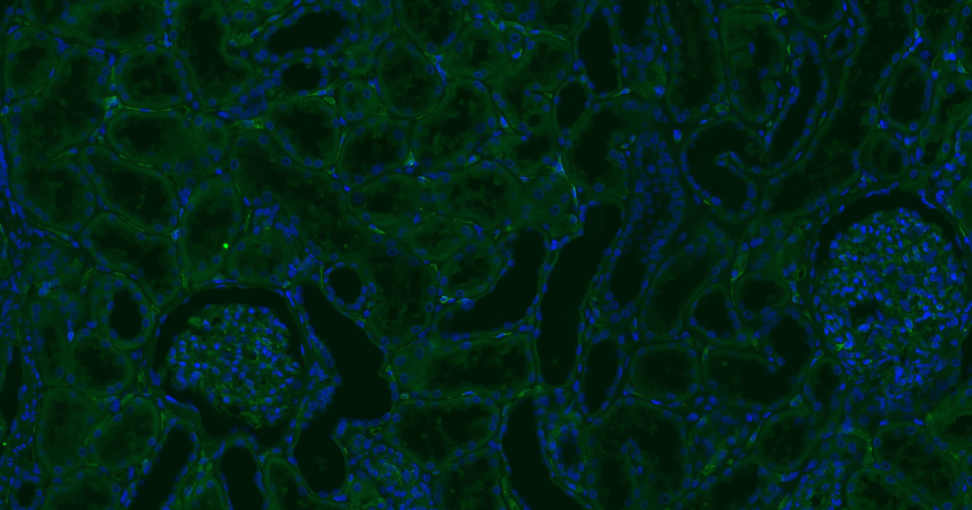 Anti-CD34 Polyclonal Antibody