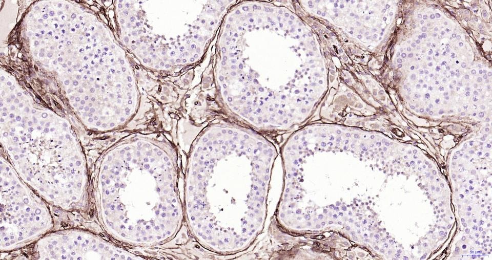 Anti-CD34 Polyclonal Antibody