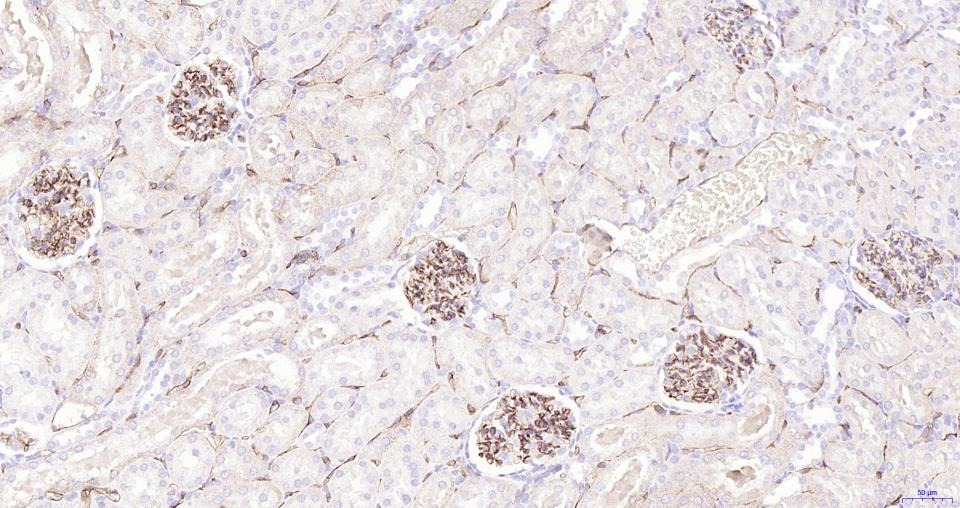 Anti-CD34 Polyclonal Antibody