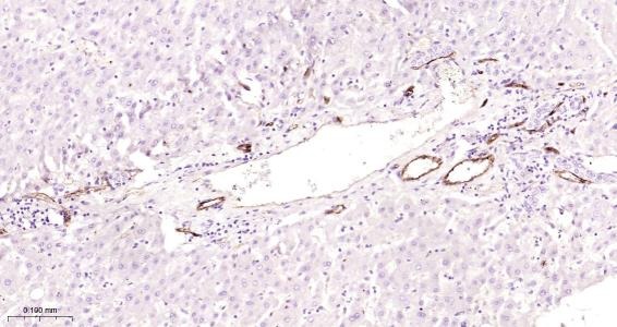 Anti-CD31 Polyclonal Antibody 2