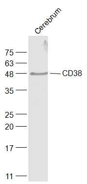 Anti-CD38 Polyclonal Antibody