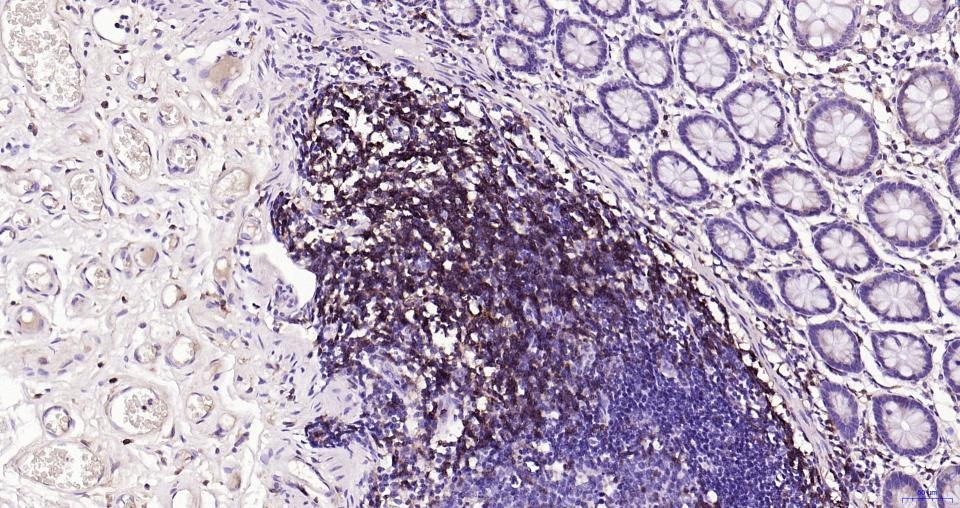 Anti-CD4 Antibody (8N971)