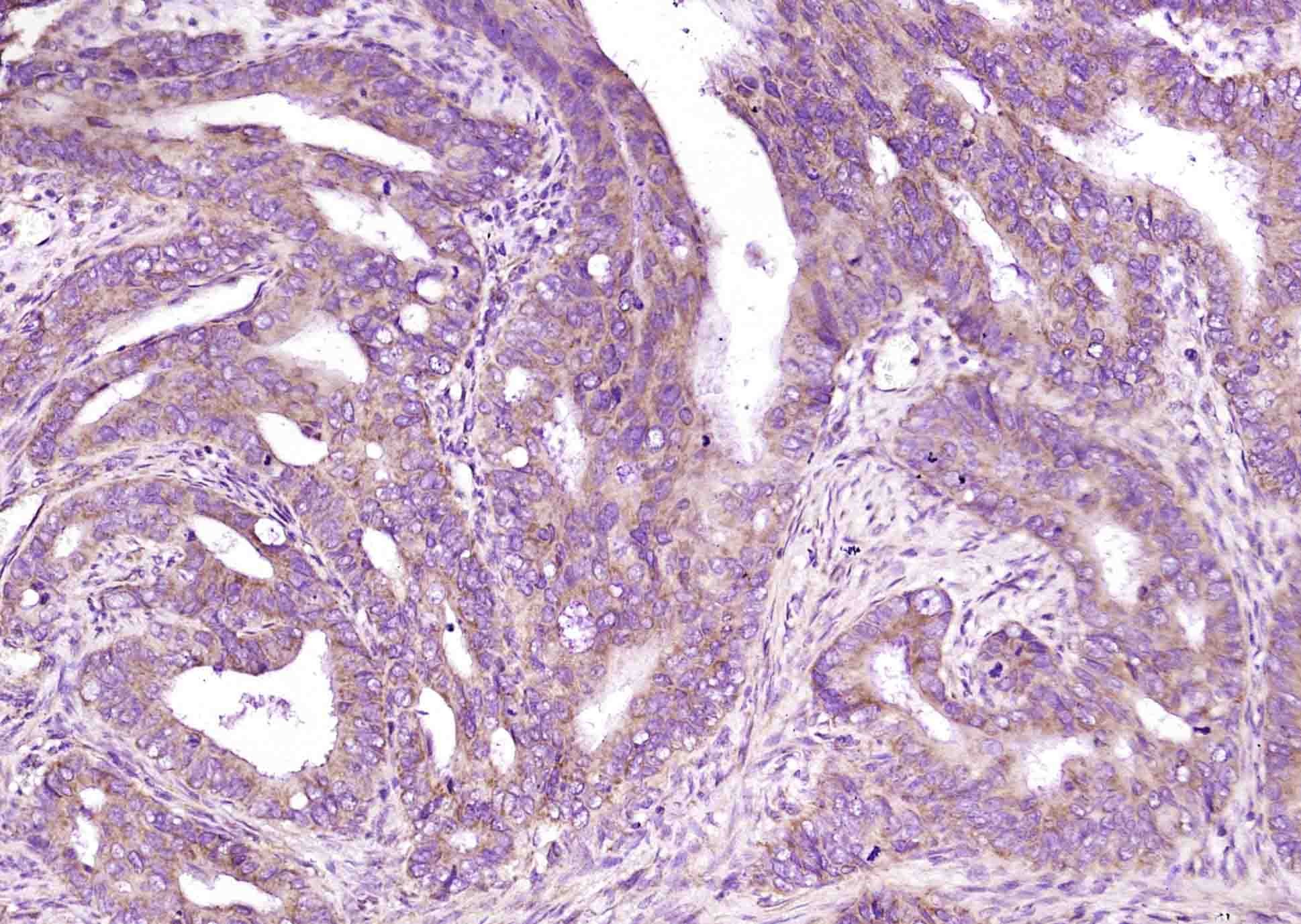 Anti-CD4 Polyclonal Antibody