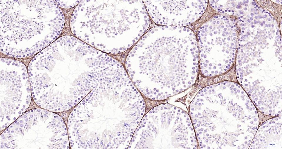 Anti-CD34 Polyclonal Antibody