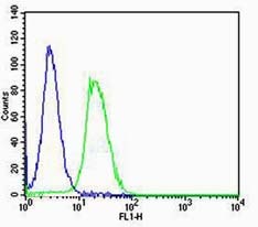 Anti-CCNE1 Polyclonal Antibody