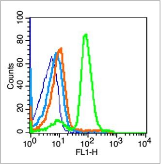 Anti-CCNE1 Polyclonal Antibody