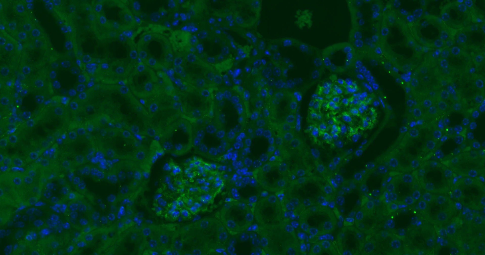 Anti-CD34 Polyclonal Antibody