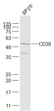 Anti-CD38 Polyclonal Antibody