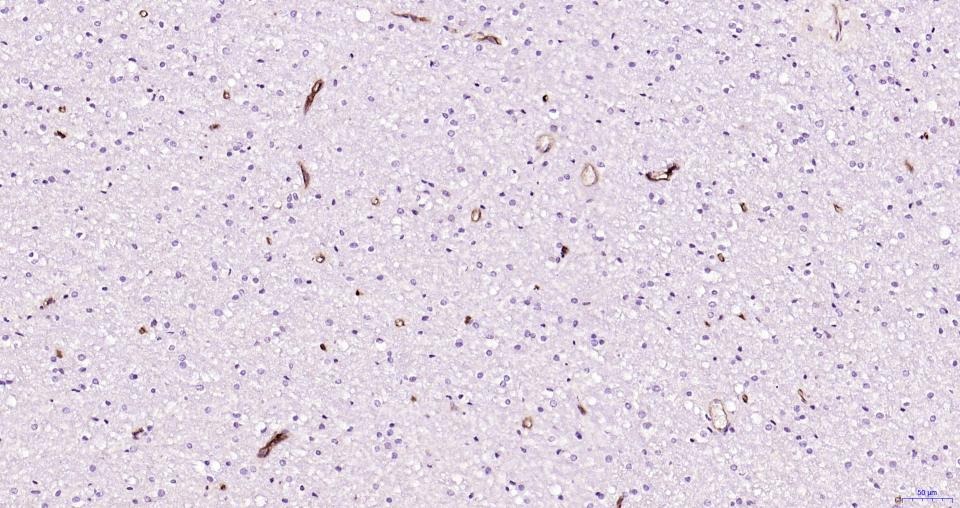 Anti-CD34 Polyclonal Antibody