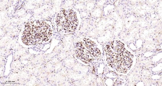 Anti-CD31 Polyclonal Antibody 2