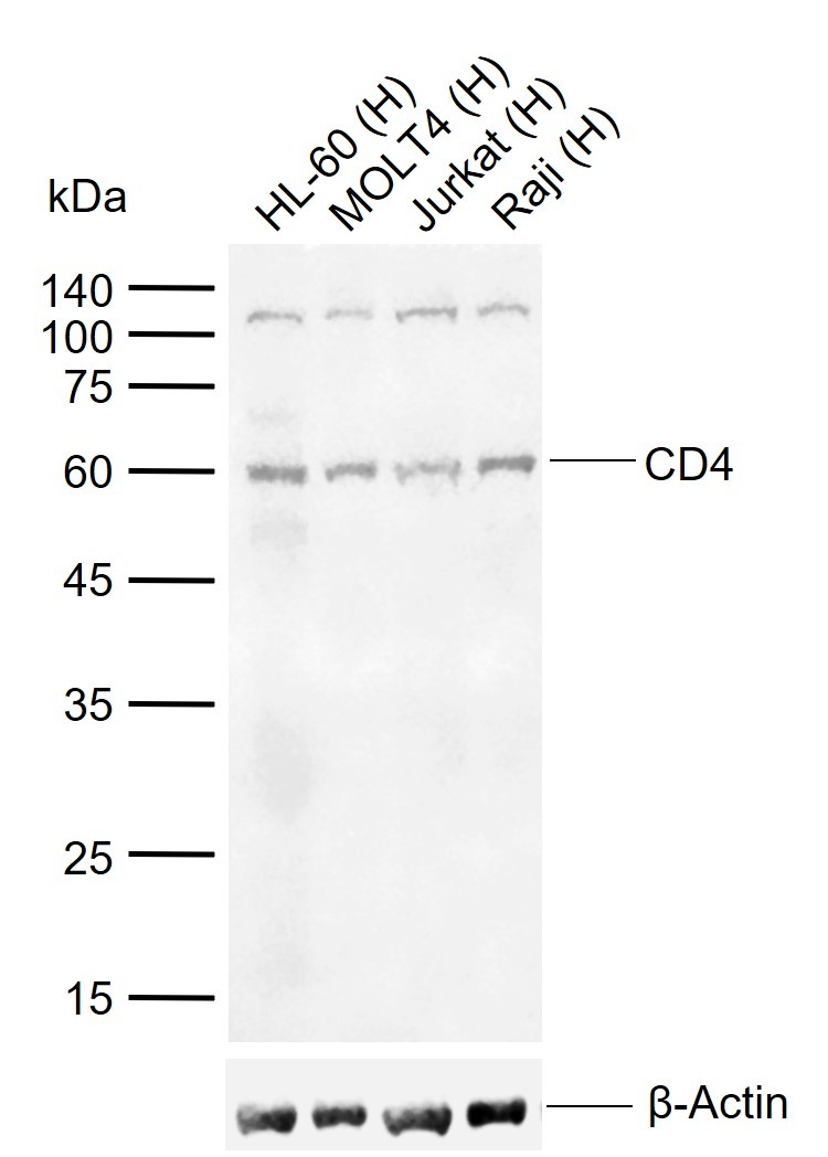 Anti-CD4 Polyclonal Antibody 2