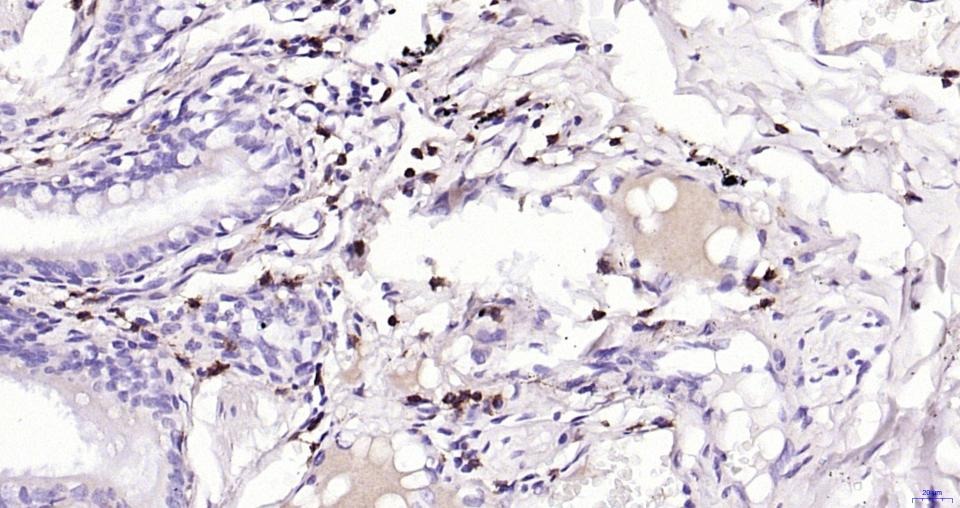 Anti-CD4 Antibody (8N971)