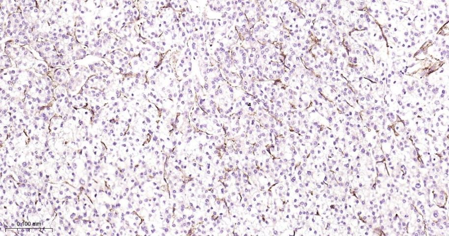 Anti-CD31 Polyclonal Antibody