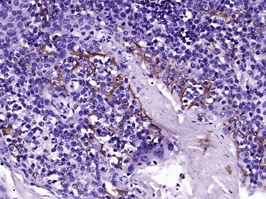 Anti-CD31 Polyclonal Antibody