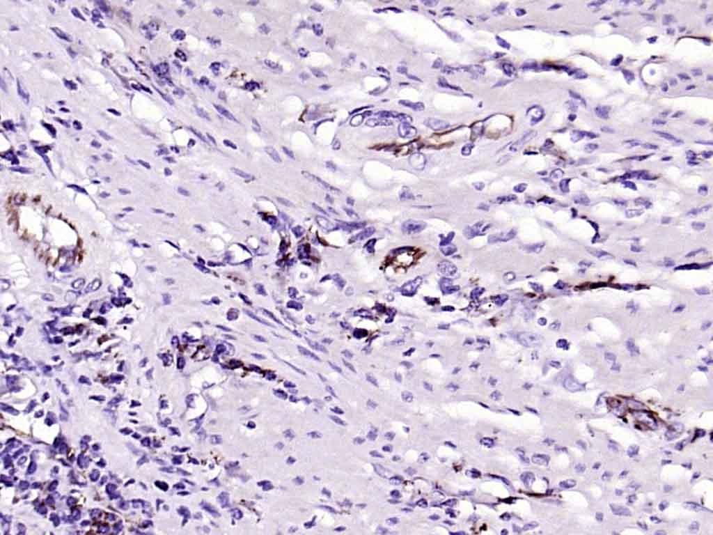 Anti-CD31 Polyclonal Antibody