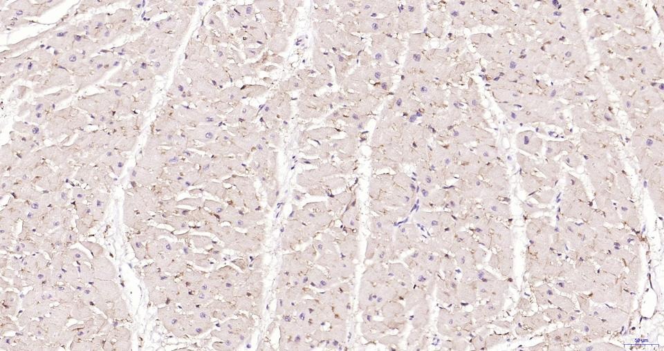 Anti-CD36 Polyclonal Antibody