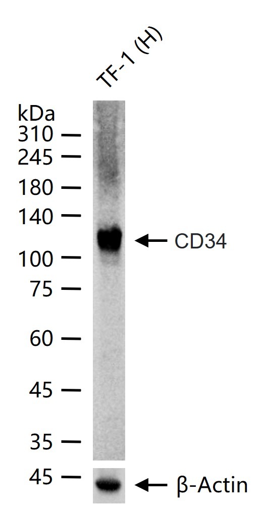 Anti-CD34 Polyclonal Antibody