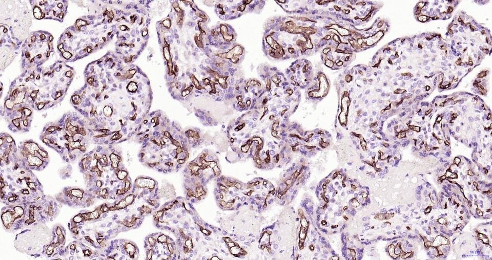 Anti-CD34 Polyclonal Antibody