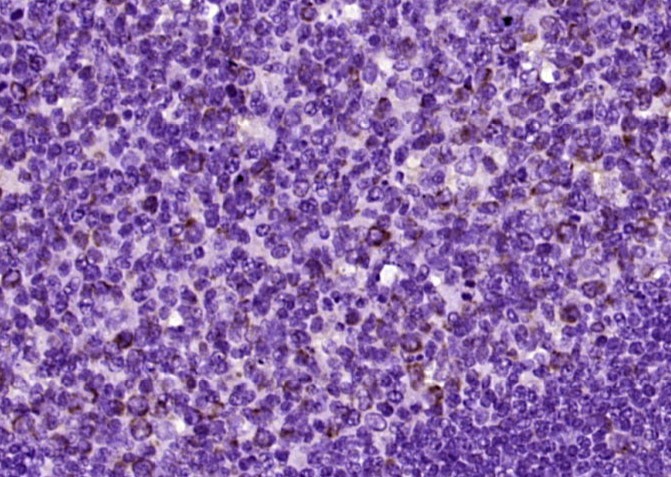Anti-CD40 Polyclonal Antibody