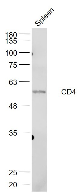 Anti-CD4 Polyclonal Antibody