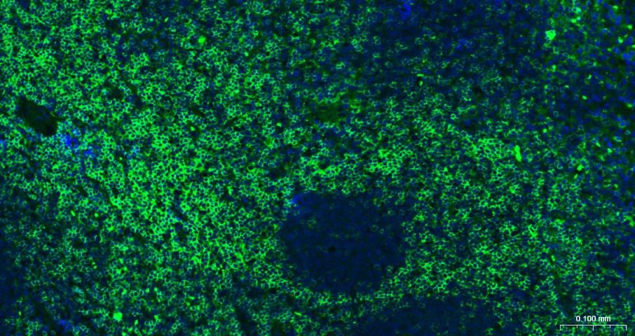 Anti-CD4 Antibody (8N971)