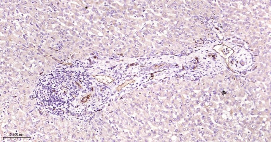 Anti-CD31 Polyclonal Antibody