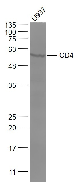 Anti-CD4 Polyclonal Antibody 2