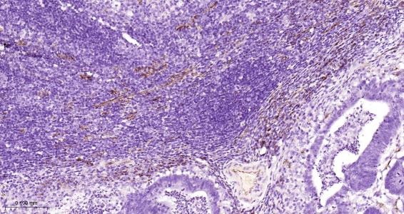 Anti-CD31 Polyclonal Antibody 2