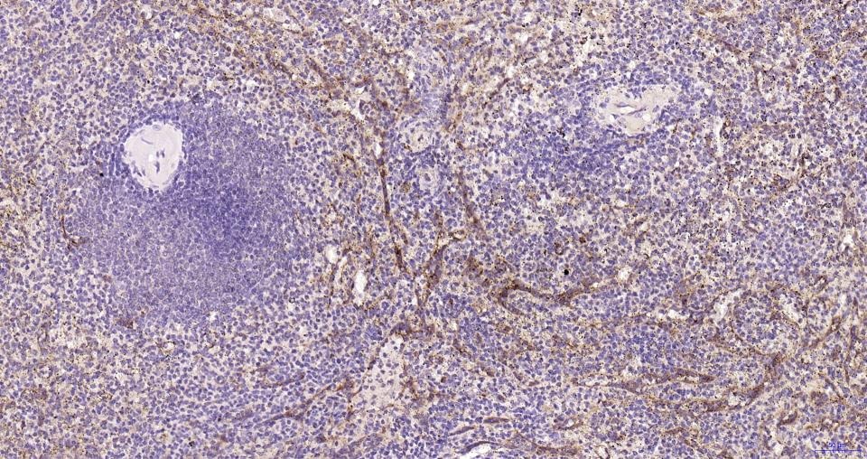 Anti-CD36 Polyclonal Antibody